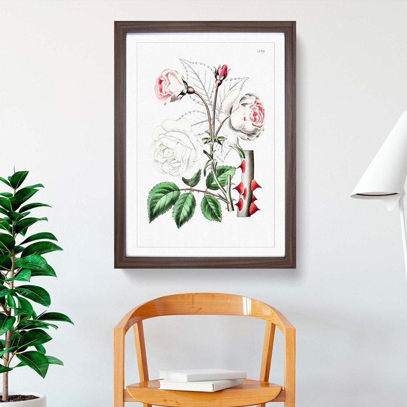 Pink Beach Rose - Framed Print, 36cm H x 27cm W x 2cm D, Walnut Framed