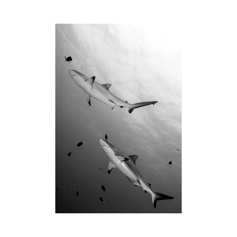 Gray Reef Sharks Papua New Guinea by Steve Jones - Wrapped Canvas Gallery-Wrapped Canvas Giclée