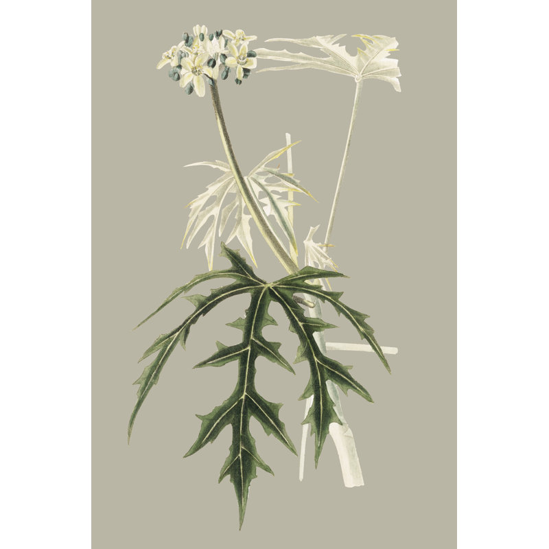 Botanical Cabinet V, 30cm H x 20cm W x 3.8cm D