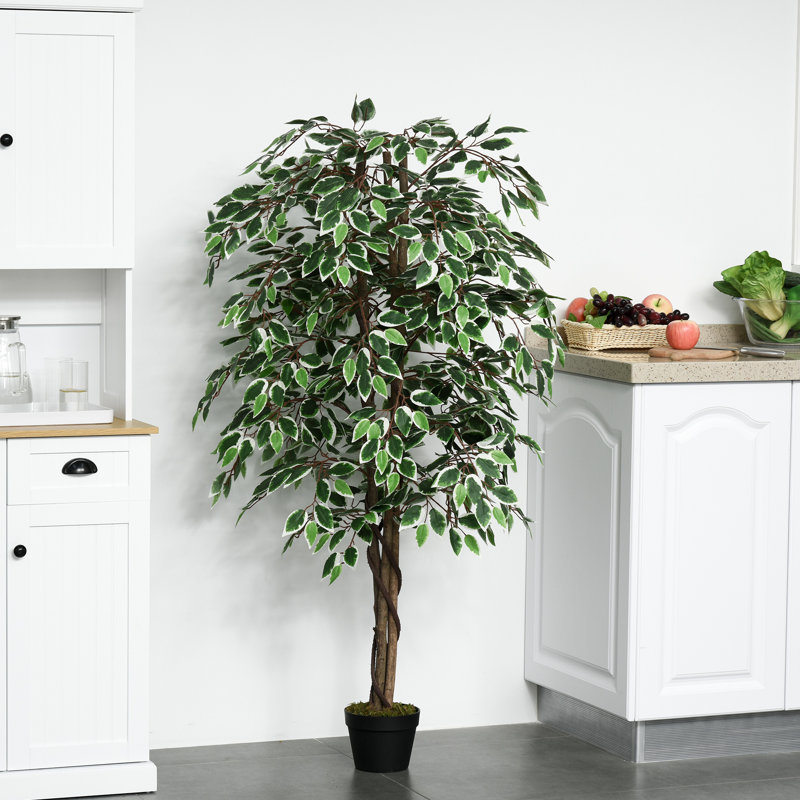 Plante 63 po