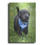 «Black Lab Pup 1» par Jonathan Ross-1395204868