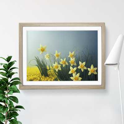 Showstopping Daffodil Flowers - Framed Print