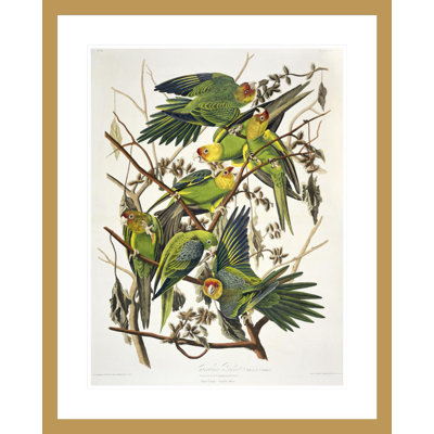 Carolina Parakeet from «Birds of America» par John James Audubon, impression giclée encadrée