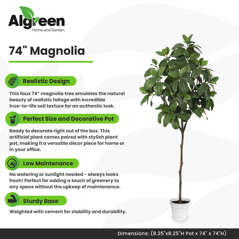 Magnolia Tree