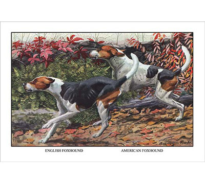 English Foxhound And American Foxhound - Unframed Graphic Art