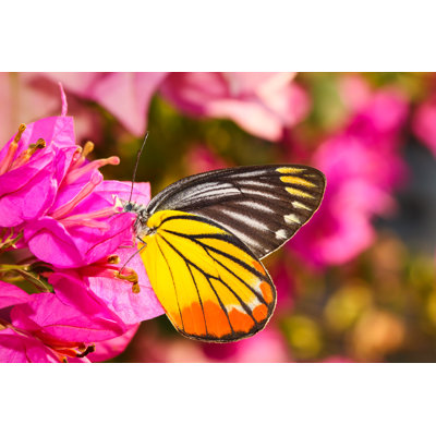 Butterfly Resting On Flower by Napat_Polchoke - Wrapped Canvas Print
