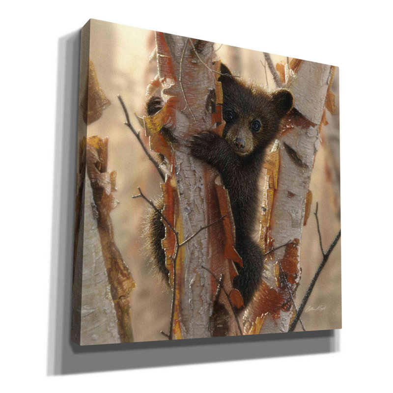 «Millions de pins» «Curious Cub II» par Collin Bogle, art mural sur toile, H 12 po x l 12 po x P 0,75 po