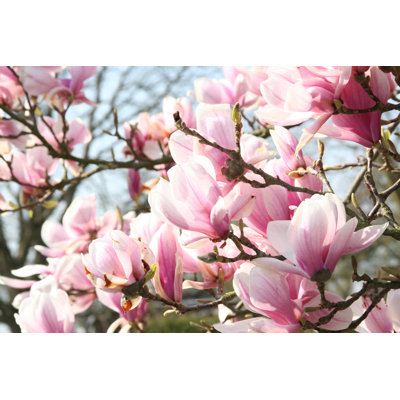 Magnolia Blossom - Wrapped Canvas Print