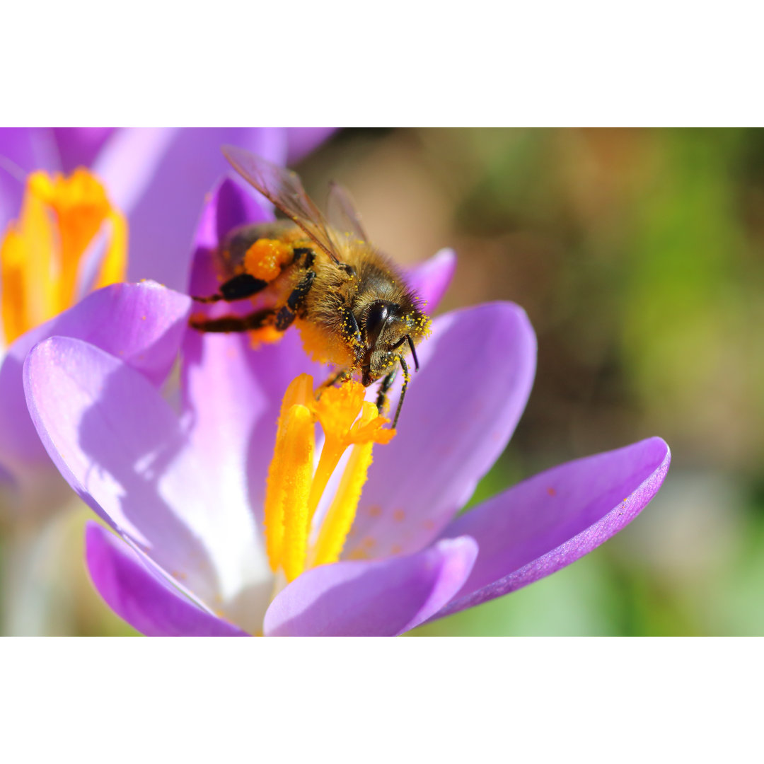 Erste Frühlingsbestäubung am Krokus von GregoryDUBUS - Leinwandbild