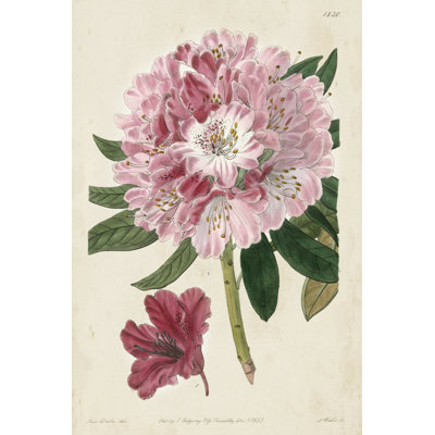 Imperial Floral III by Vision Studio - Painting