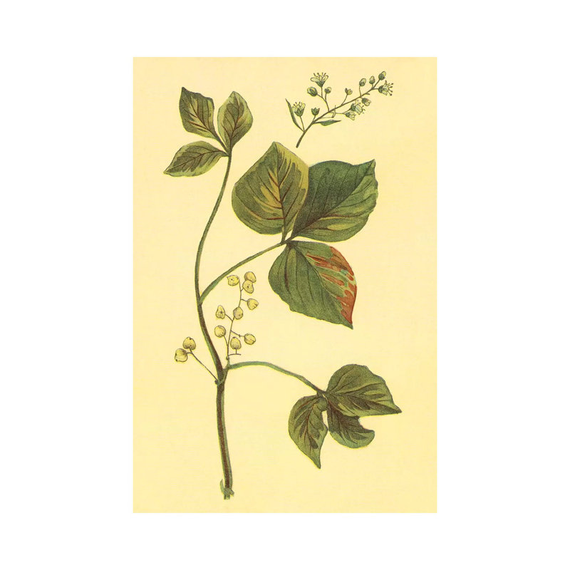 Poison Ivy And Poison Oak - Wrapped Canvas Print, 66.04 cm H x 45.72 cm W x 1.91 cm D