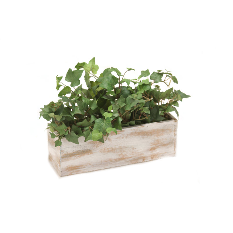 Plante lierre 9 po