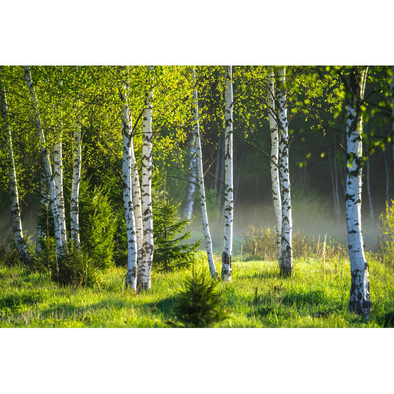 Birch Grove - Photographie sur toile tendue, H 8 po x l 12 po