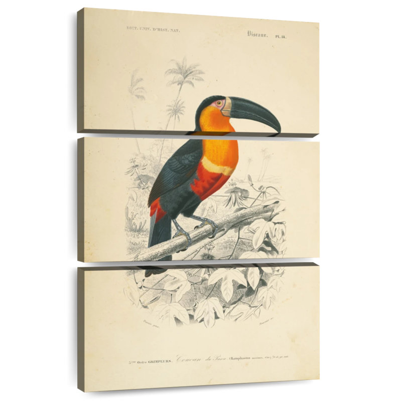 Brampt Toucan Du Para, 65" H x 42" W