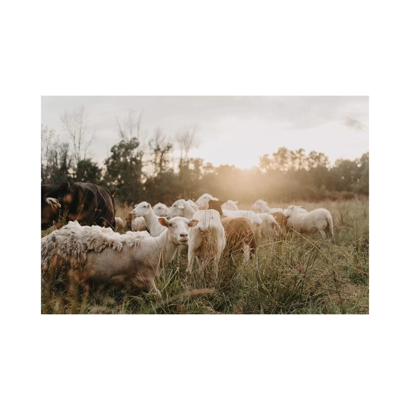 «Sheep in the Field» par Chelsea Victoria - photographie sur toile tendue, H 12 po x l 18 po x 1,5 po