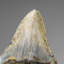 Genuine Megalodon Shark Tooth In Display Box (304 Grams)