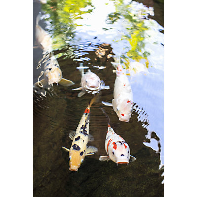 Libert? II Print by Karyn Millet