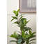 130cm Faux Magnolia Tree in Fibrestone Pot
