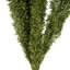 8 plantes