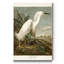 «Pl 242 Snowy Heron», reproduction d'art sur toile tendue-577644809