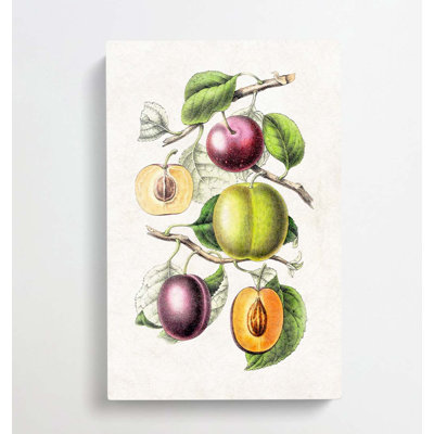Illustration of Prunes - Wrapped Canvas
