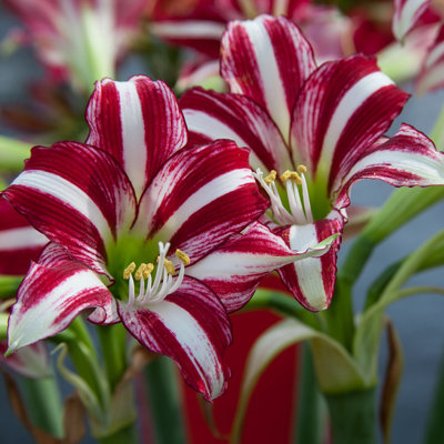 Amaryllis Fragrant Variety Santiago Bulb