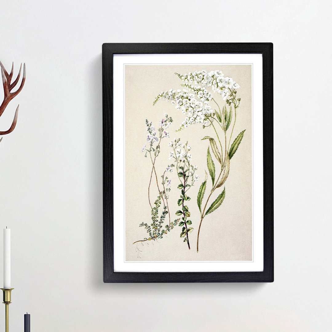 Veronica Flowers by Sarah Featon - Picture Frame Painting Print