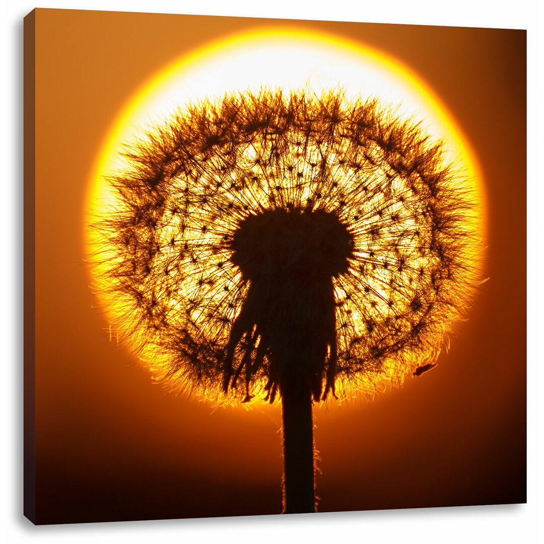 Leinwandbild Pusteblume im Abendlicht