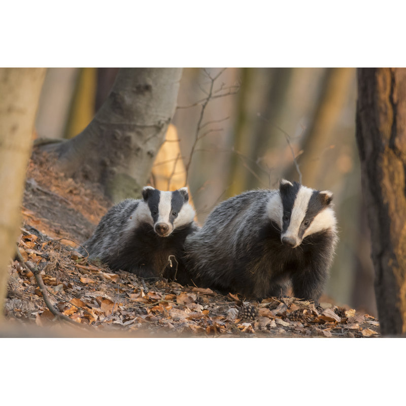 European Badgers (Meles Meles) by Maciej Jaroszewski - Wrapped Canvas Print, 30cm H x 46cm W x 3.8cm D