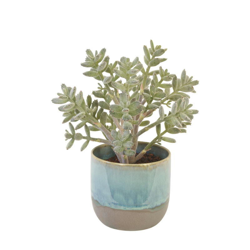 Plante de jade dans un pot turquoise