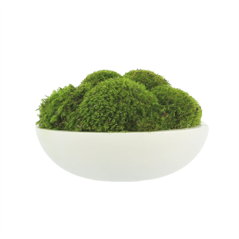 5" Artificial Moss Plant in Planter, 8" H x 14" W x 14" D