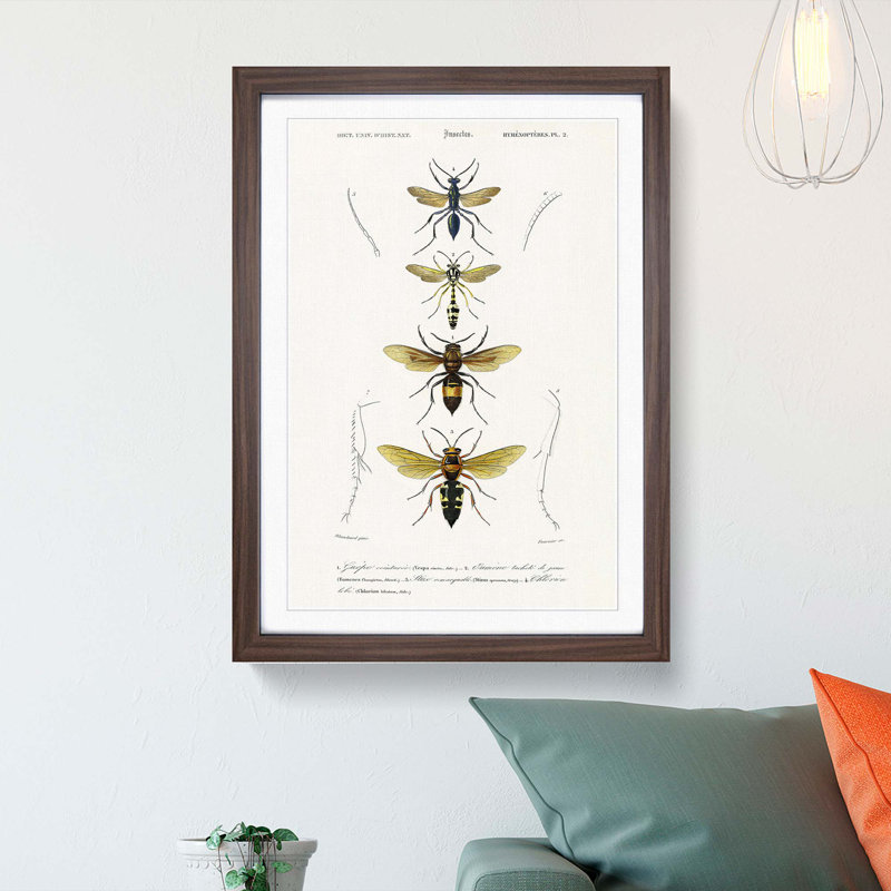 Wasp Illustrations PL. 2 by Charles DOrbigny - Framed Print, Walnut Framed, 65cm H x 48cm W x 2cm D