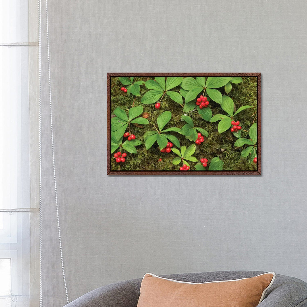 Bunchberry Growing Amid Sphagnum Moss, North America von Tim Fitzharris - Galerie- Giclée auf Leinwand