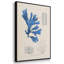 Algues bleu marine VI-91887800-91887802