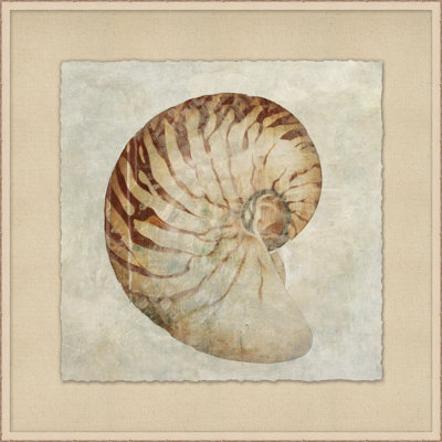 Aquarelle coquille 1 - Peinture
