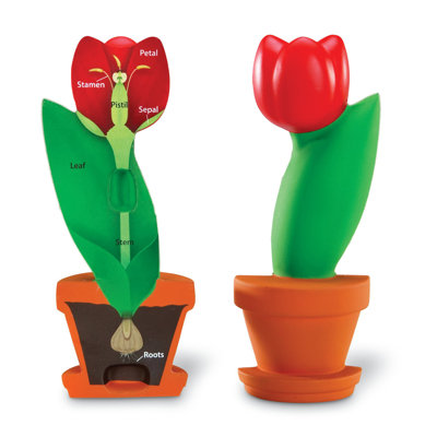 Modèle d'apprentissage de fleurs à section transversale