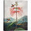 Sensitive Plant From The Temple Of Flora 1 Piece Wrapped Canvas Wall Art-1456831174