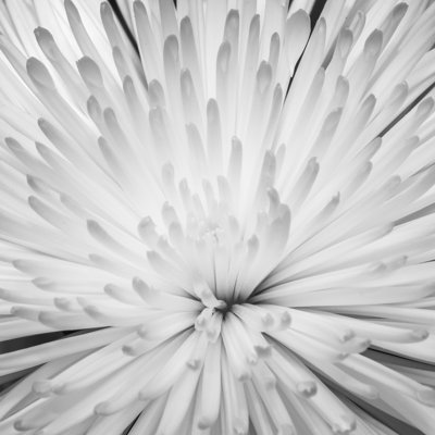 Annelinde Chrysanthemum Petals - Wrapped Canvas Print