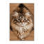  Tapis lavable Somali Cats-2133375366
