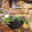Harnden Hanging Planter