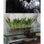 Centre de table Orchids-1442417779-1442417780