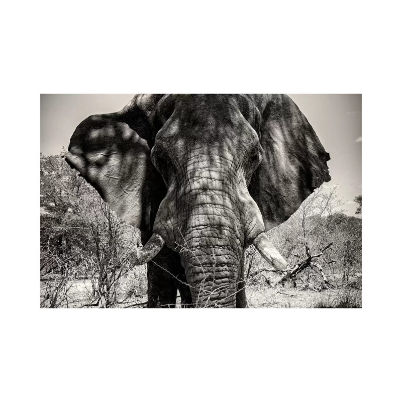 Elephant Portrait by Philippe Hugonnard - Gallery-Wrapped Canvas Giclée on Canvas, Wrapped Canvas, 20.32 cm H x 30.48 cm W