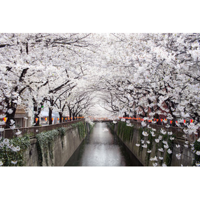 Cherry Blossom Tunnel - Photographie sur toile tendue