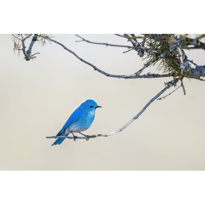 " Bluebird Perched On Twig "