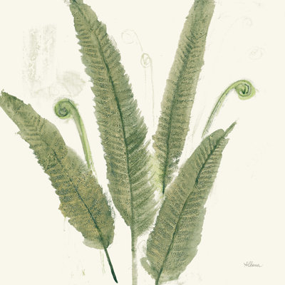 Forest Ferns II Dark by Albena Hristova - Wrapped Canvas Painting