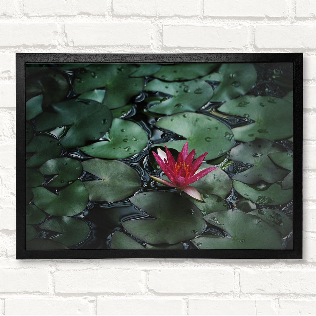 Lotus Peering Above The Lilly Pads - Closed Corner Frame Kunstdrucke auf Holz