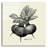 " Linen Vegetable BW Sketch Beets " by Studio Mousseau-1155247728