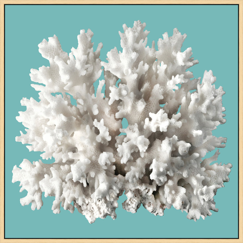 Coral Aqua 12' Framed Photographic Print