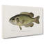 Rock Bass by Sherman F. Denton - Wrapped Canvas Print-55323516
