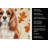 Blenheim English Toy Spaniel Heirloom Fall Kitchen Towel-1218231565
